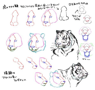 Illustration for article titled How To Draw a Tiger from a Penis